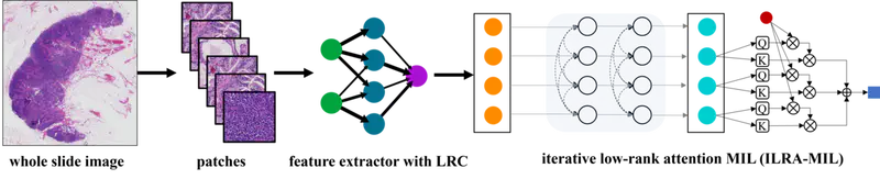 Exploring Low-Rank Property in Multiple Instance Learning for Whole Slide Image Classification